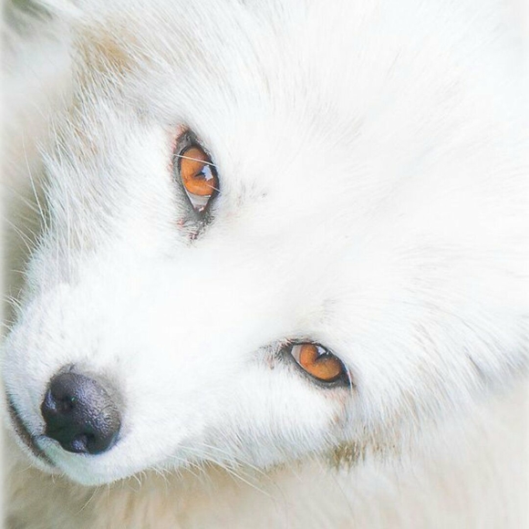 Meet your Posher, Cassie - Picture 1 of 1